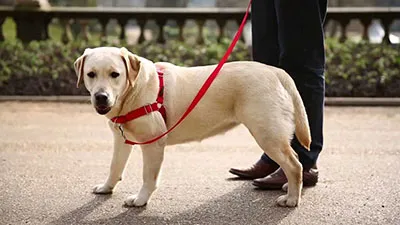 Pet Accessories